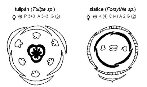 Kvetný diagram drchničky roľnej