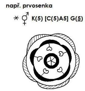 Farebný kvetný diagram hrachu siateho
