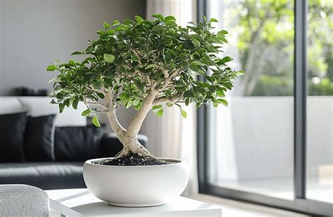 Rôzne typy Ficus bonsajov