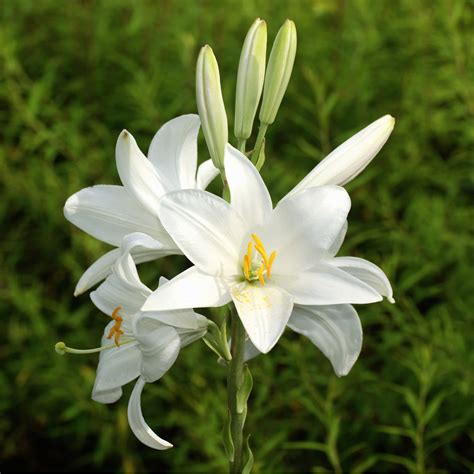 Biela ľalia (Lilium candidum)