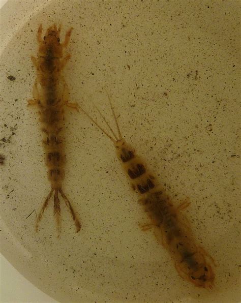 Larva podenky vo vode
