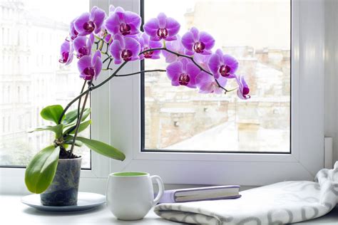 Orchidea na parapete okna