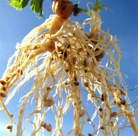 Mikroskopický pohľad na koreňové hrčky s Rhizobium lupini