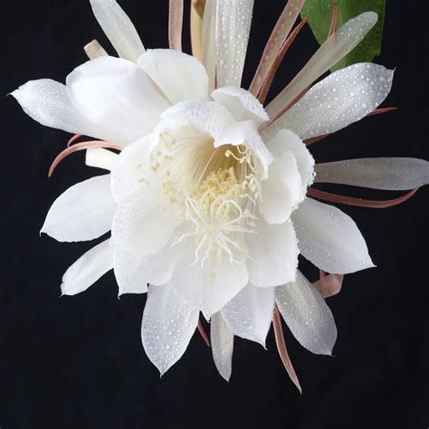 Epiphyllum oxypetalum kvitnúce v noci