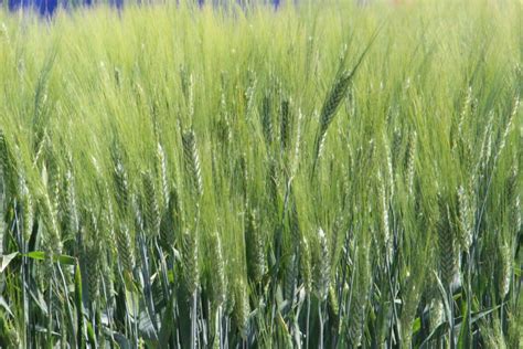 Mapa pestovateľských oblastí tvrdej pšenice v EÚ