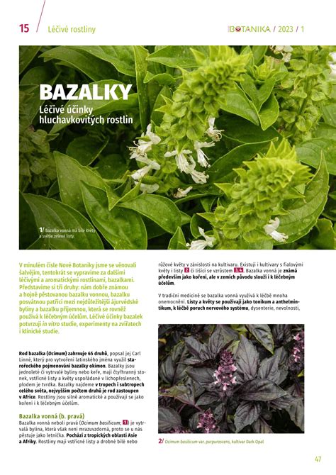 Ilustrácia pôvodu a etymológie názvu bazalky