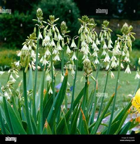 Galtonia viridiflora v plnom kvete