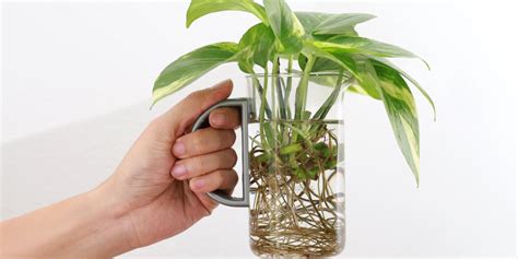 Príklady rastlín vhodných na hydroponické pestovanie