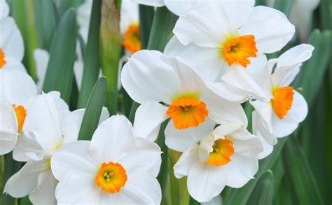 Narcisy z penovky