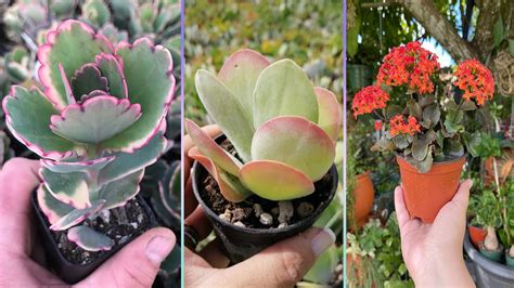 Kalanchoe s bohatým kvetenstvom