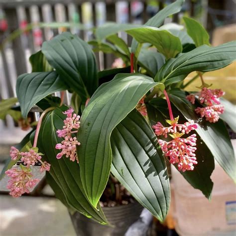 Medinilla magnifica s ružovými kvetnými strapcami