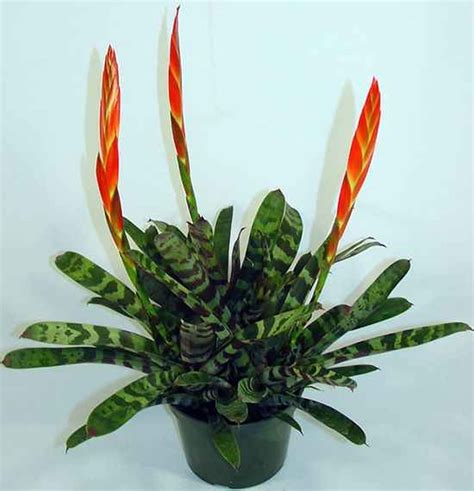 Vriesea splendens kvet