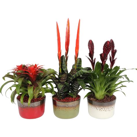 Kvetináč s broméliou