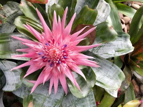 Rozmnožovanie bromélie z odnože