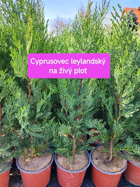 Cyprusovec leylandský - ilustrácia
