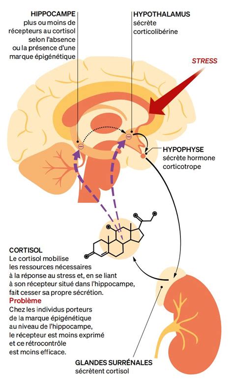 Schéma hypotalamus-hypofýza-gonády osi