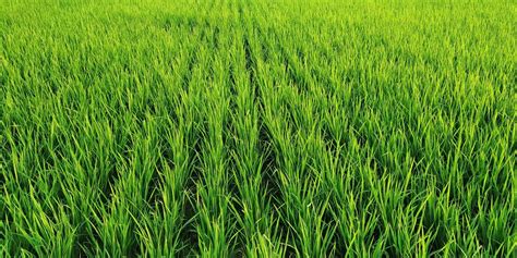 Žena pri zbere ryže v Guinei