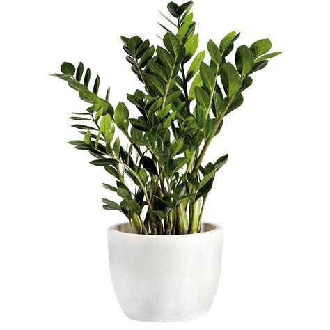 Zamiokulkas s lesklými listami