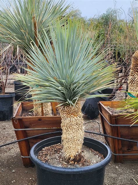 Yucca Rostrata rastúca v záhrade