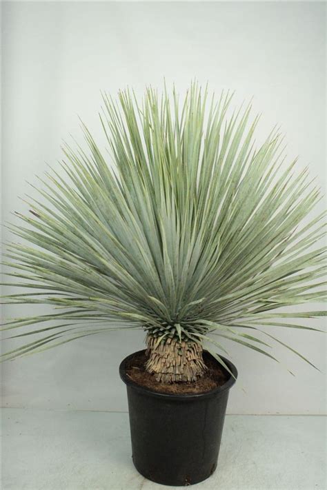 Detail listov Yucca Rostrata