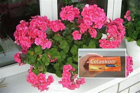 Ilustrácia odrezkov muškátov pripravených na zakorenenie