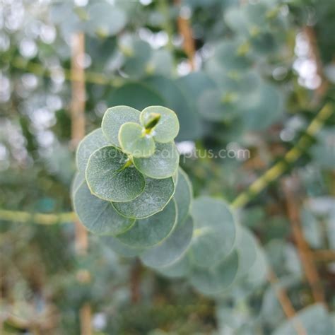 Kvitnúci eukalyptus