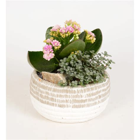Aranžmán s antúriou a kalanchoe