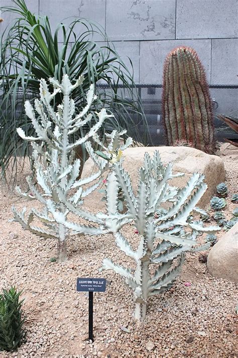 Kultivary Euphorbia lactea: White Ghost a Gray Ghost