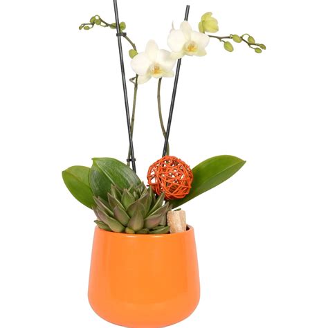 Zátišie s kvitnúcou orchideou v samozavlažovacom kvetináči