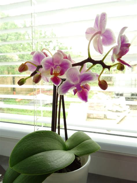 Orchidea umiestnená na svetlom mieste v interiéri