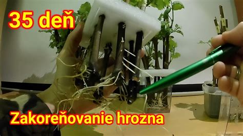 Zakoreňovanie paradajkových výhonkov vo vode