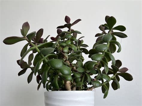 Ilustrácia rastliny Tučnolist (Crassula ovata) s detailom listov