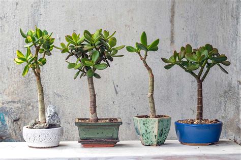 Fotografia Tučnolistu tvarovaného ako bonsaj