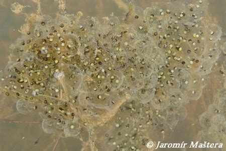 Vajíčka skokana zeleného prichytené na vodnej vegetácii