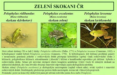 Žubrienky skokana zeleného