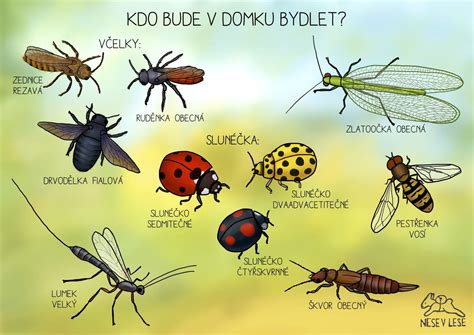 Hmyzovník muchovitý a jeho kvet napodobňujúci hmyz