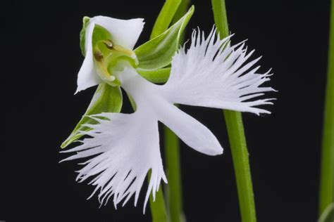 Orchidea Biela volavka (Pecteilis radiata)