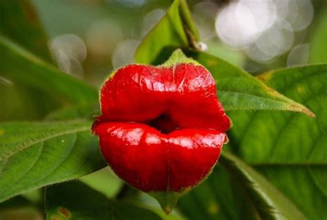 Psychotria elata, známa ako 