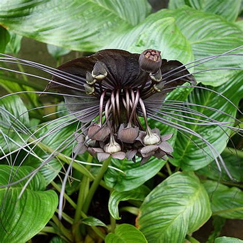 Tacca chantrieri, známa ako 