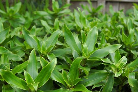 Kalisia (Callisia fragrans) - 