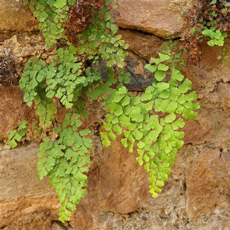 Papraď Vlasy Venuše (Adiantum capillus-veneris)