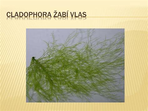 Žabí vlas (Cladophora) pod vodou
