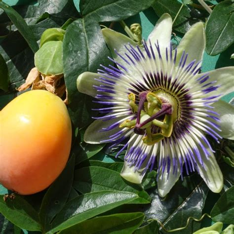 Mučenka belasá (Passiflora caerulea) - symbolika Kristovho utrpenia