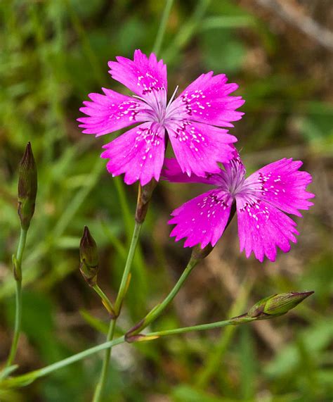 Klinček slzičkový (Dianthus deltoides)