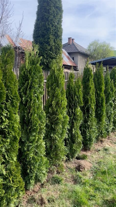 Schéma výsadby živého plotu z tuje