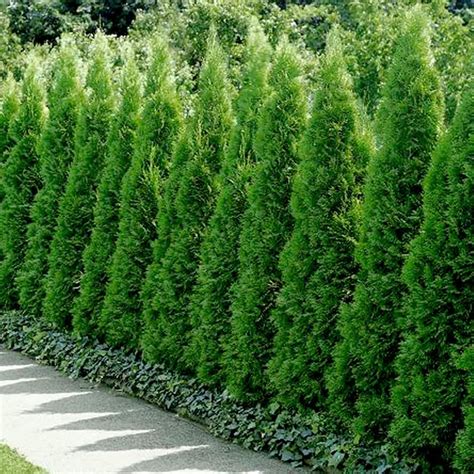 Tuja Smaragd v záhrade ako solitér