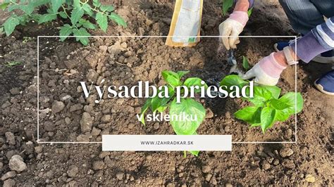 Výsadba priesad melónu