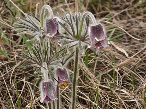 detail kvetu Pulsatilla pratensis subsp. hungarica