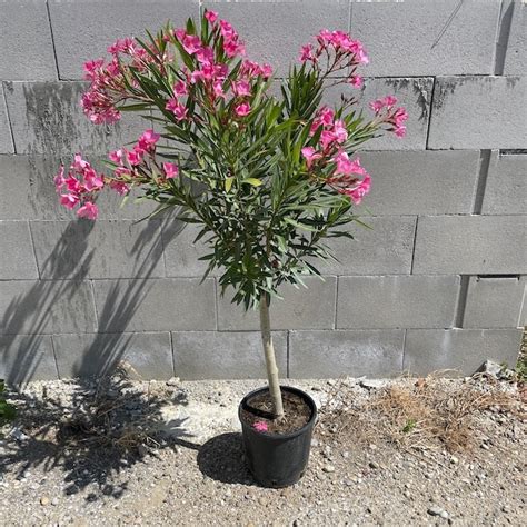 Oleander na kmienku s ružovými kvetmi