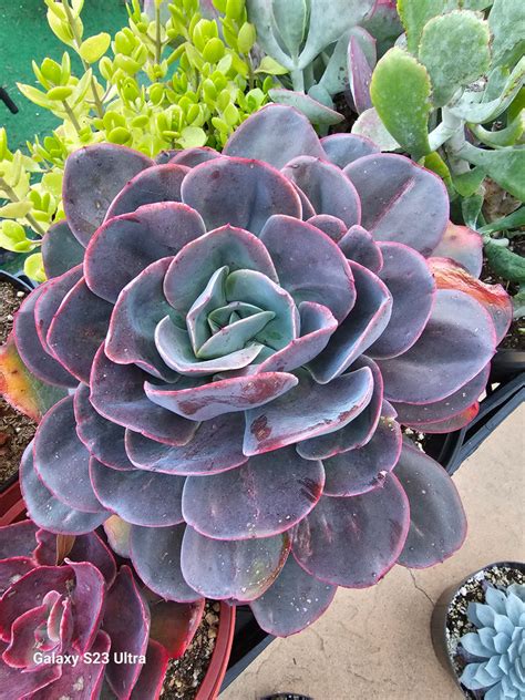 detail sukulentu Echeveria s modrastým nádychom listov